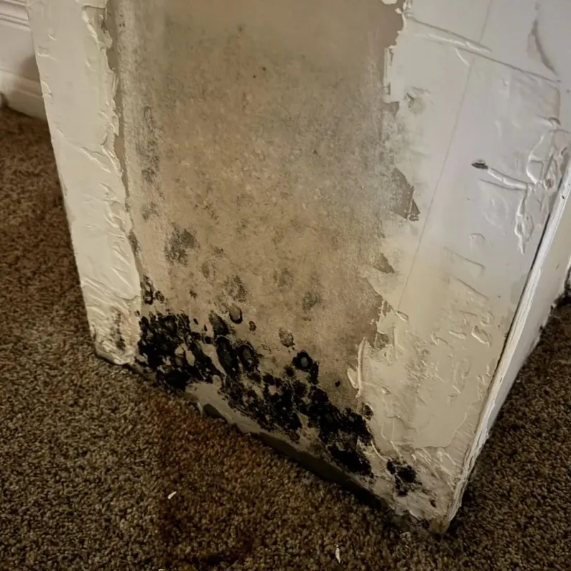 Professional Mold Removal in Big Bear Lake, CA